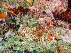 Scorpaena jacksoniensis