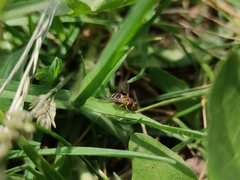 Toxomerus vertebratus