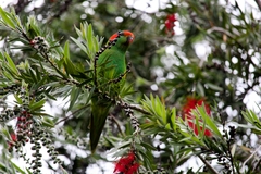 Glossopsitta concinna