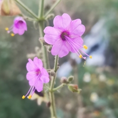 Mirabilis viscosa