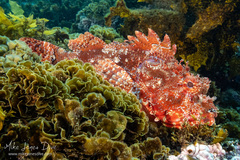 Scorpaena jacksoniensis