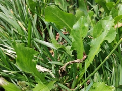 Toxomerus vertebratus