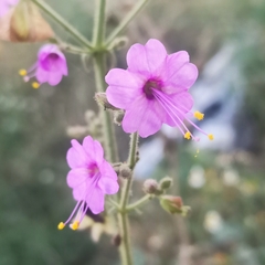 Mirabilis viscosa