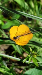 Xanthocnemis zealandica