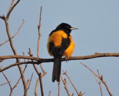 Icterus wagleri