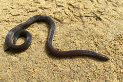 Pseudorabdion longiceps