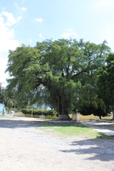 Taxodium mucronatum