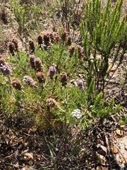 Paranomus abrotanifolius