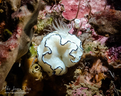 Doriprismatica atromarginata