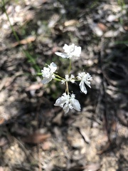 Xanthosia atkinsoniana