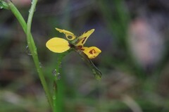 Diuris chrysantha