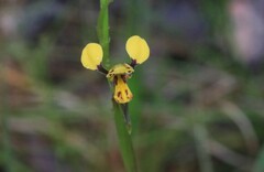 Diuris chrysantha