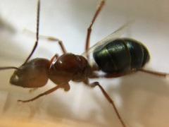 Melophorus