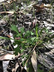 Xanthosia atkinsoniana