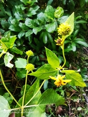 Wollastonia