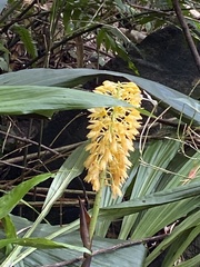 Calanthe
