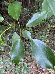 Trochodendron aralioides