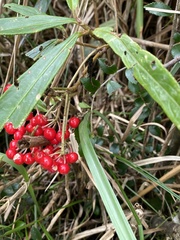Ardisia crispa