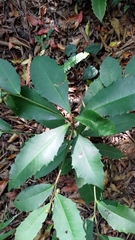 Ardisia cornudentata