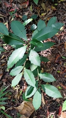 Ardisia cornudentata