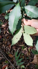 Ardisia cornudentata