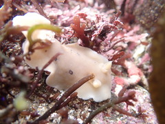Diaulula sandiegensis