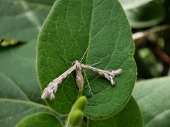 Singularia alternaria