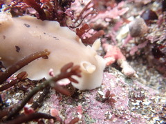 Diaulula sandiegensis