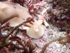 Diaulula sandiegensis