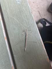 Sipyloidea larryi