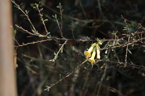 Image of Cantua buxifolia by no rights reserved