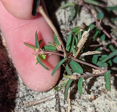 Euphorbia cumulicola
