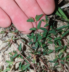 Euphorbia cumulicola