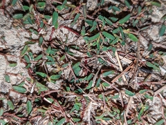 Euphorbia cumulicola