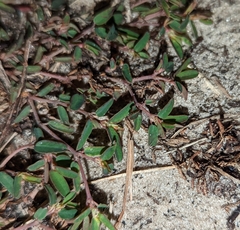 Euphorbia cumulicola