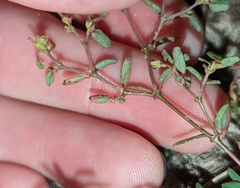 Euphorbia cumulicola