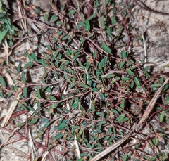 Euphorbia cumulicola