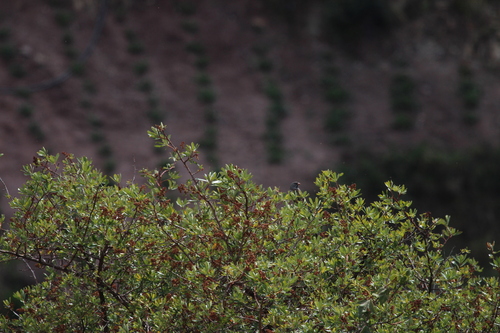 Image of Escallonia resinosa by no rights reserved