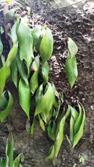 Antrophyum formosanum