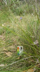 Thelymitra × truncata