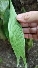 Antrophyum formosanum