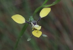 Diuris abbreviata