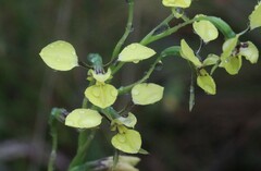 Diuris abbreviata