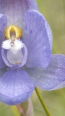 Thelymitra × truncata