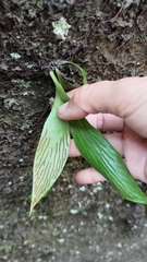 Antrophyum formosanum