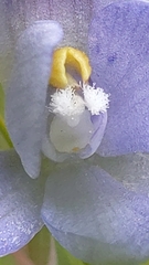 Thelymitra × truncata