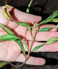 Stillingia sylvatica