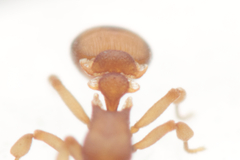 Colobostruma biconvexa