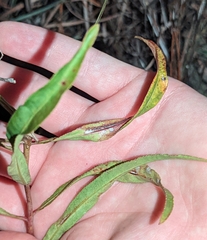 Stillingia sylvatica