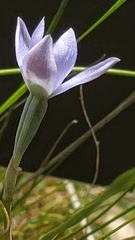 Thelymitra × truncata